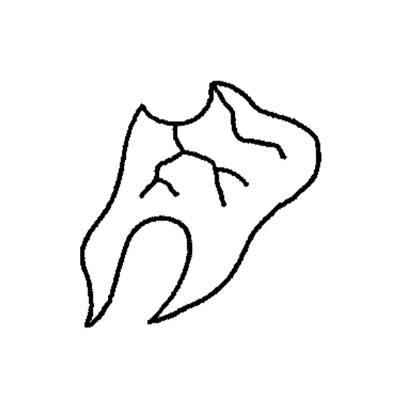Teeth 🦷