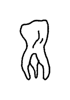 Teeth 🦷