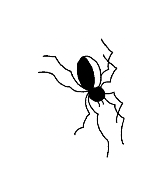 Spiders 🕷️