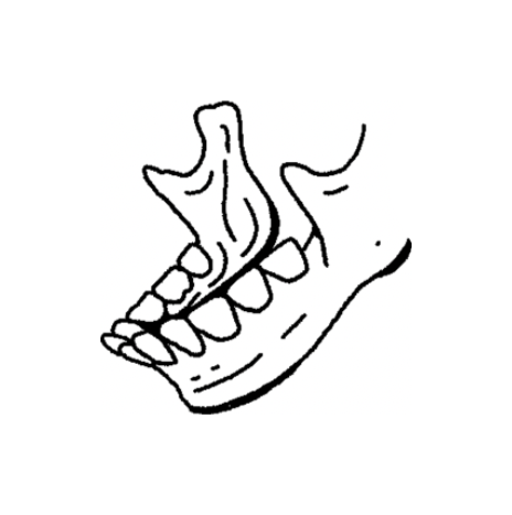 Bones 🦴