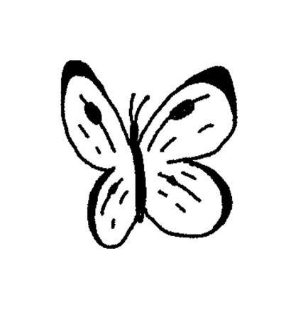 Butterflies 🦋